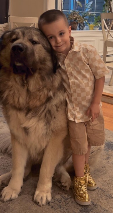 the search for the boy and the Giant Caucasian Mountain Dog
