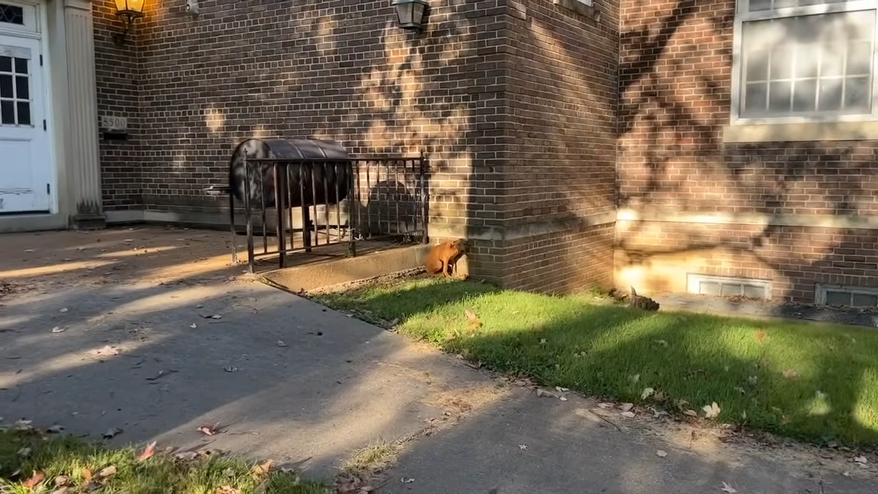 dog sitting in front of the brick house