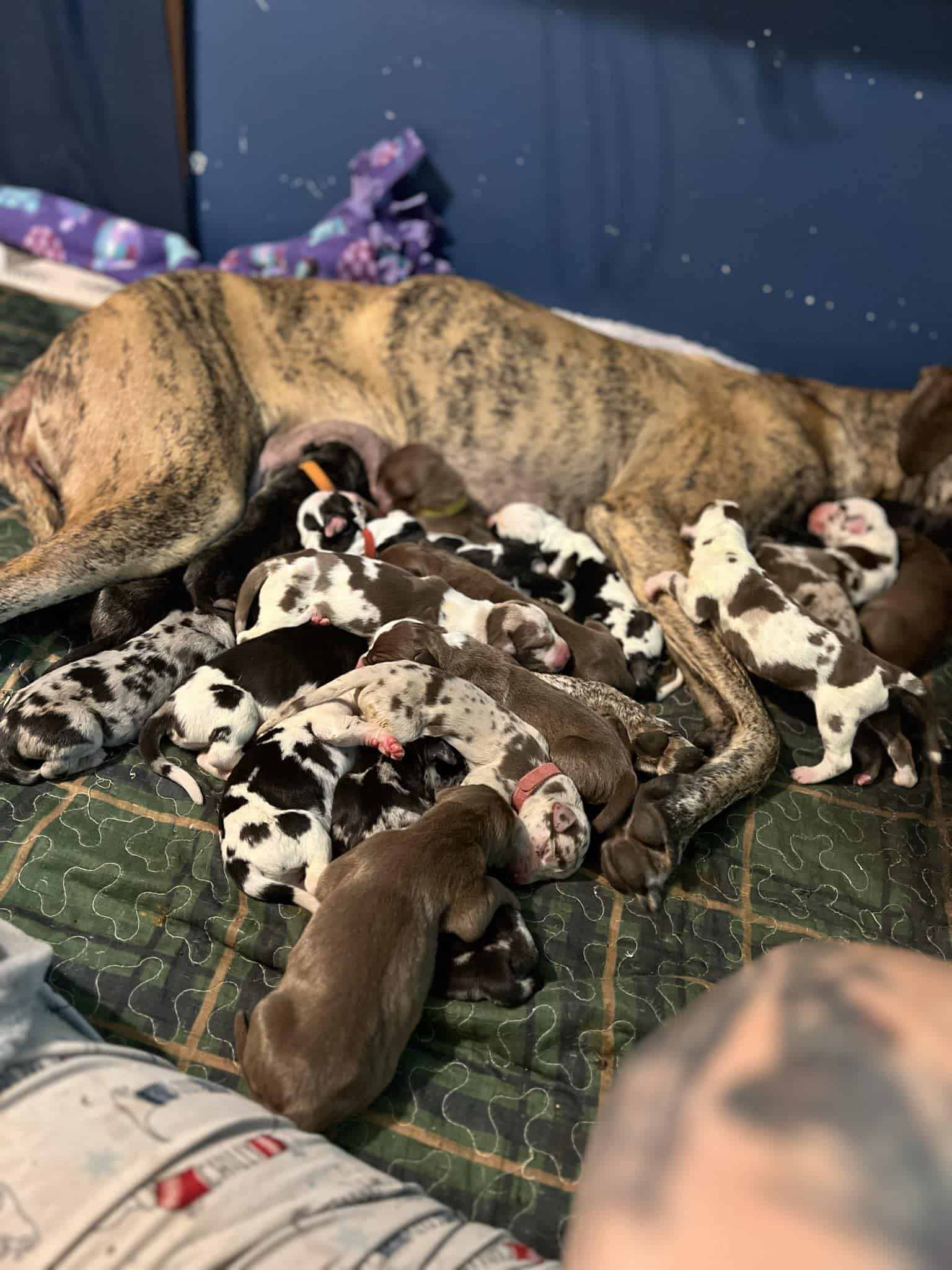 great dane mom lying with her newborn puppies