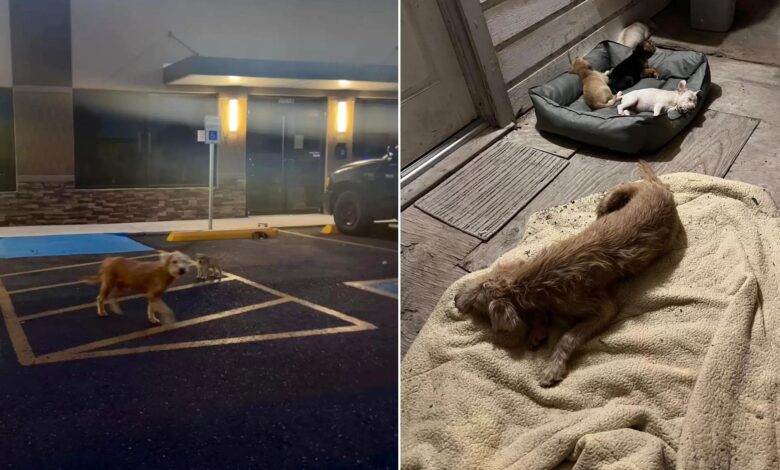 This Kind Dog Protected Small Puppies From Harm Until Rescuers Stepped In To Help