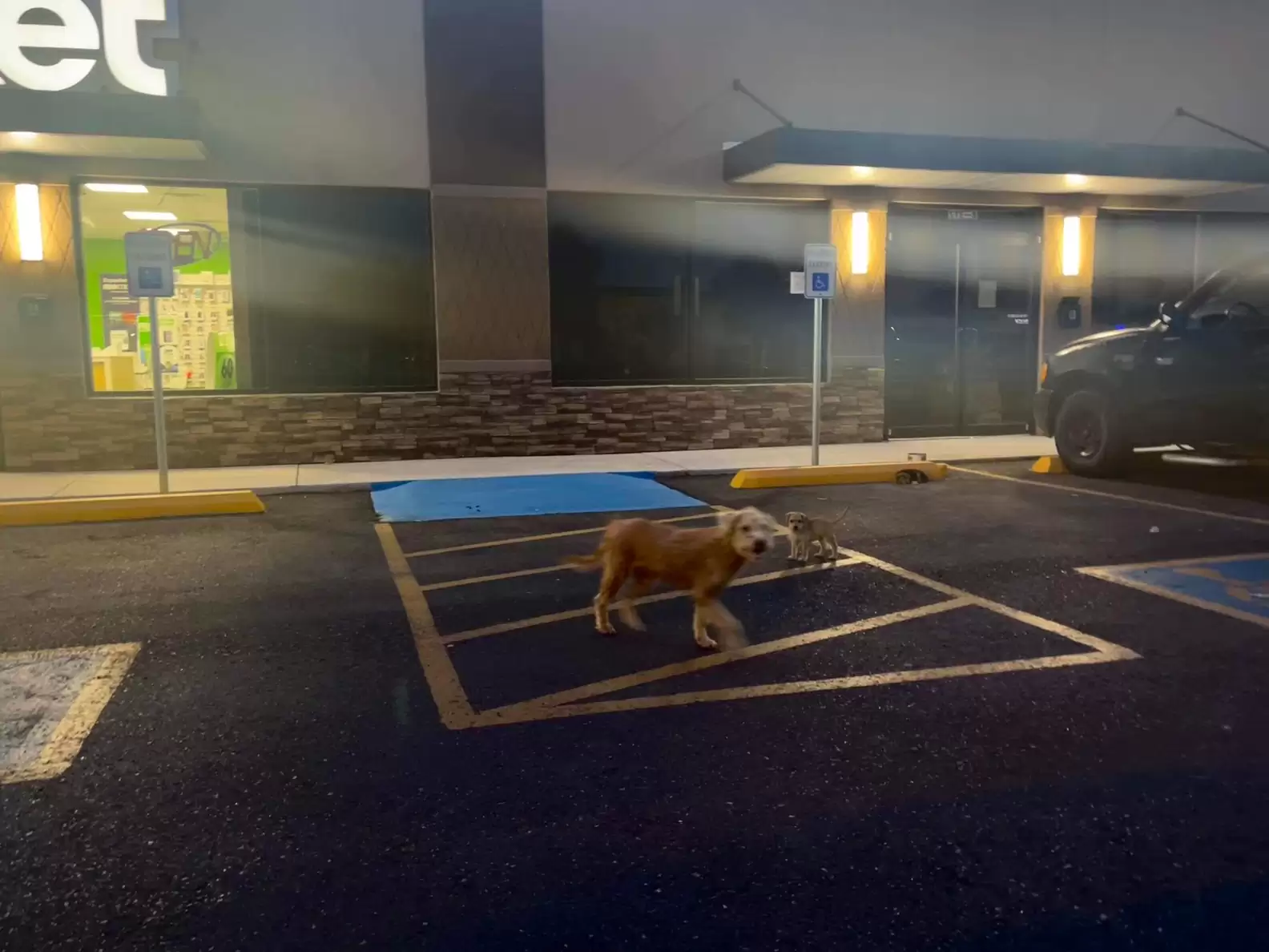 stray dog in a parking lot