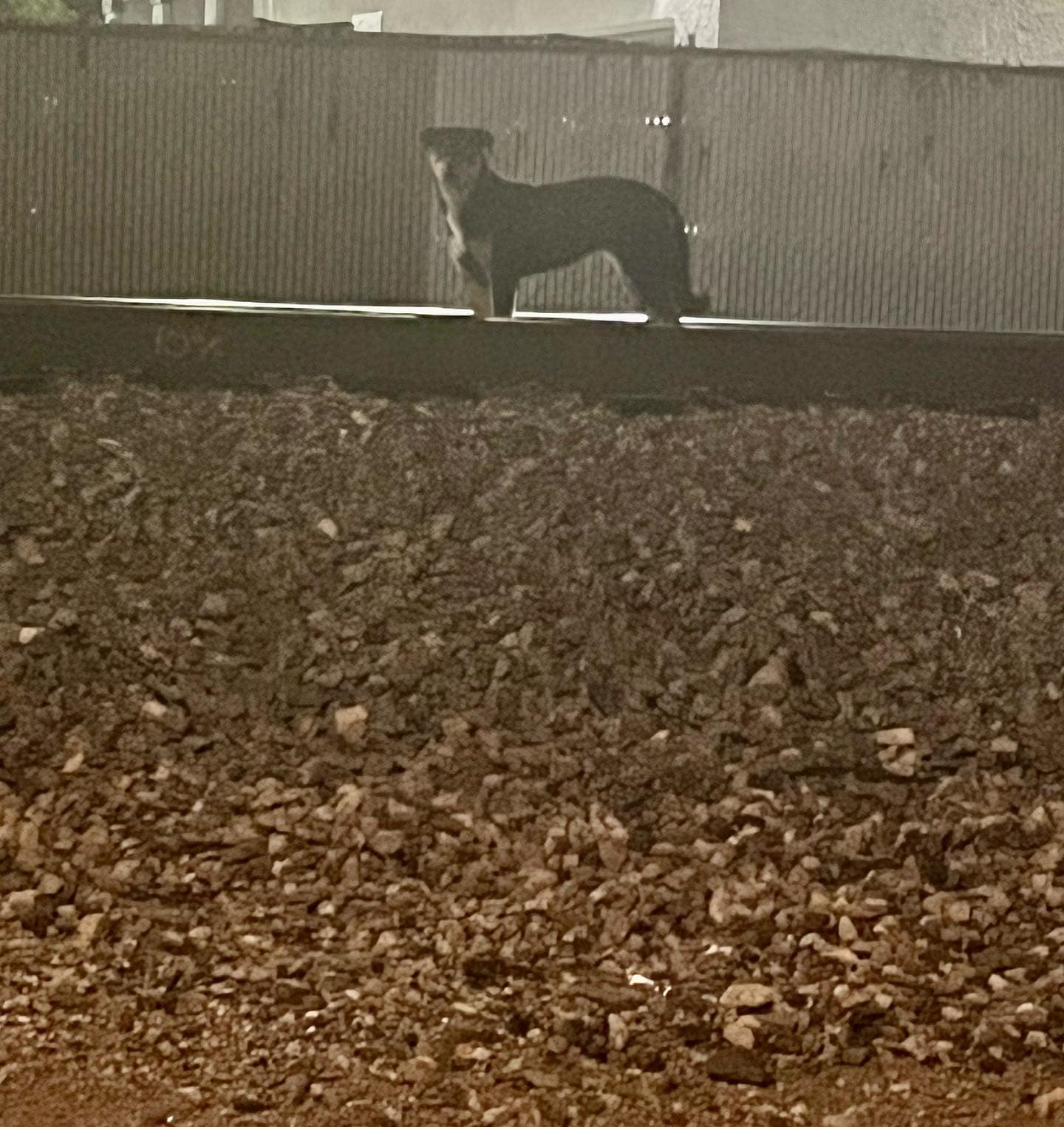 photo of a dog on train tracks