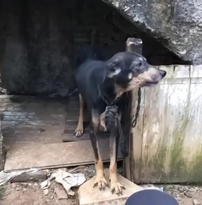 dog tied to a chain