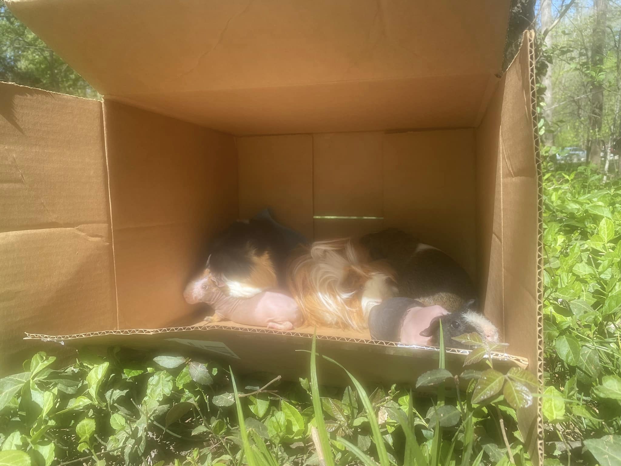 cardboard box with animals in it