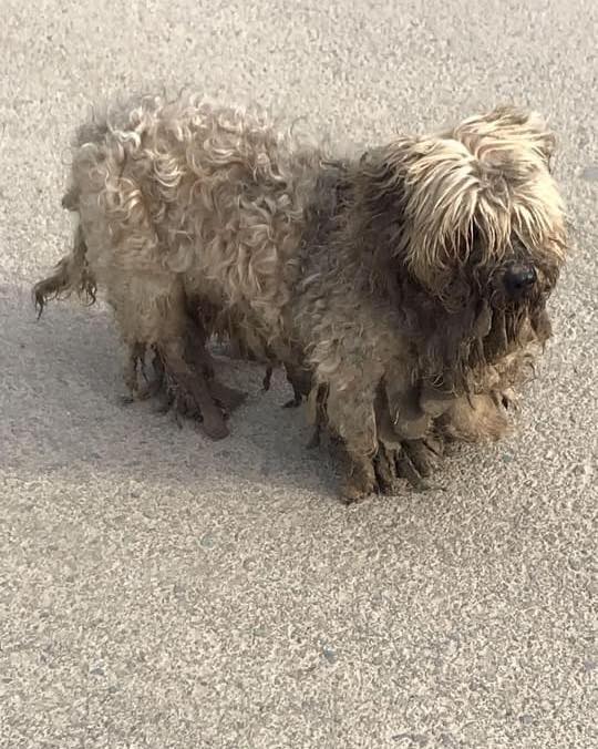 matted dog in bad condition
