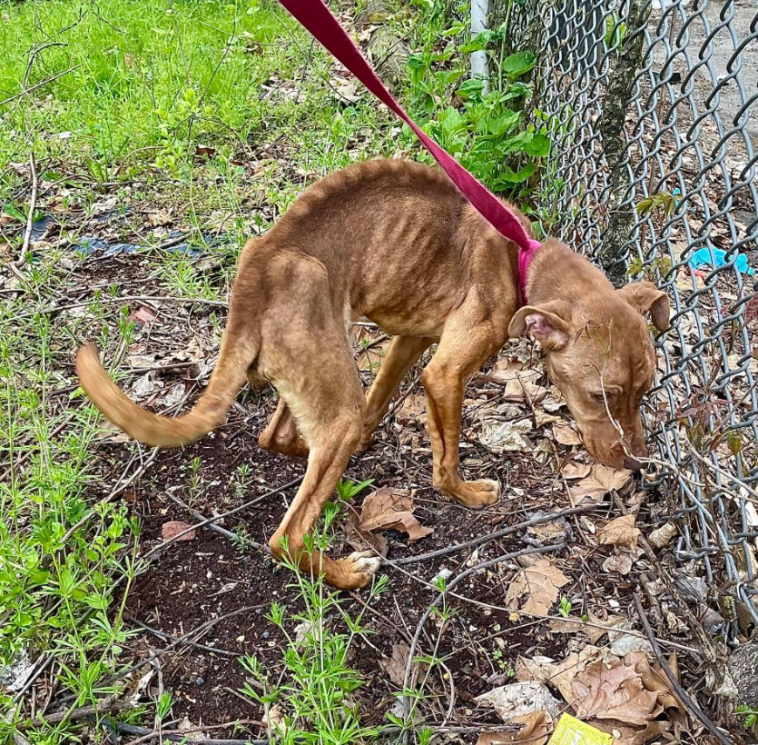 a starving dog sniffs by the fence
