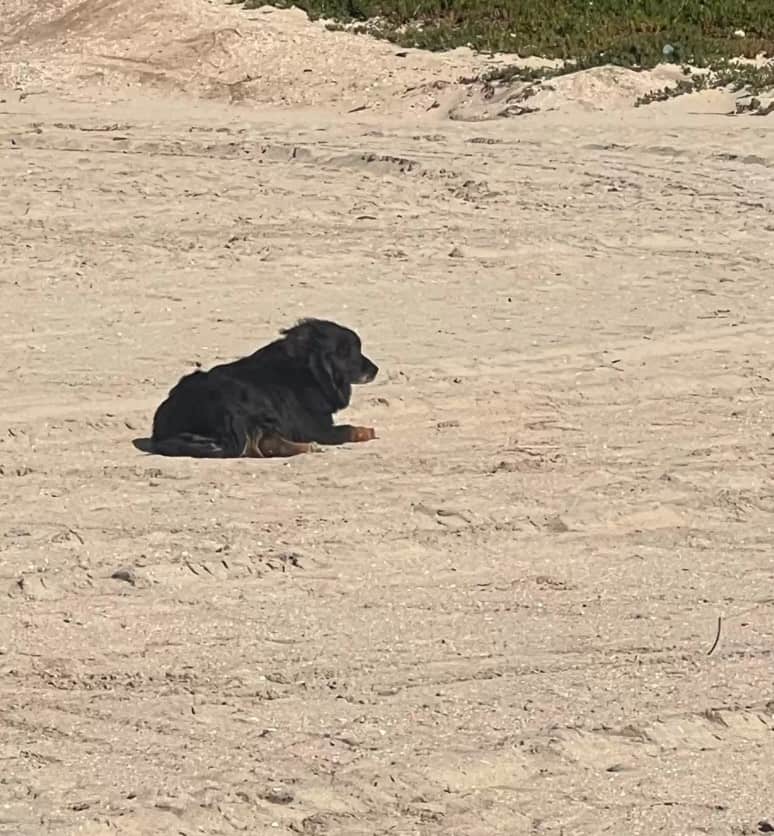 Dog sitting on sand