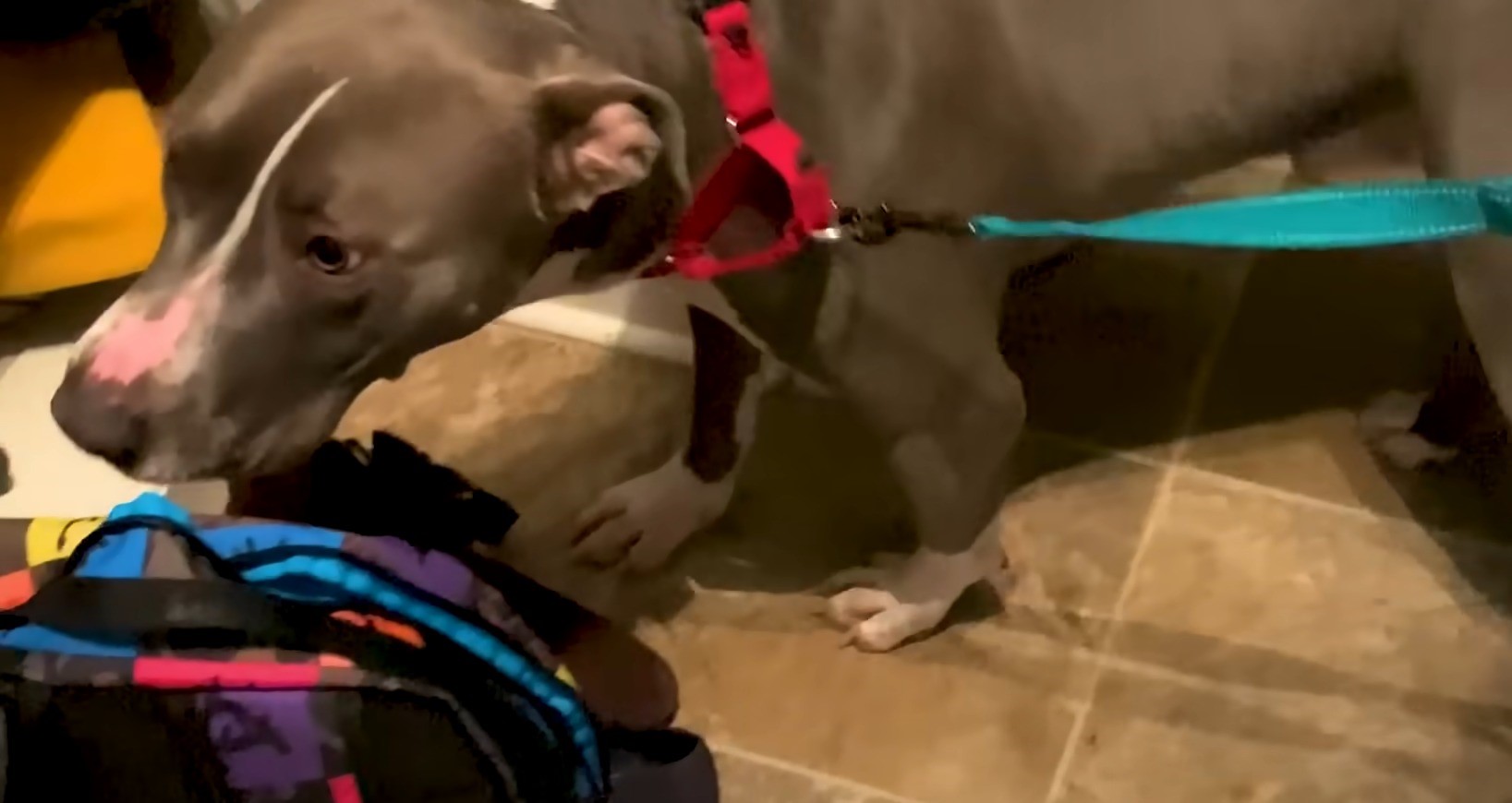 photo of pittie on a leash