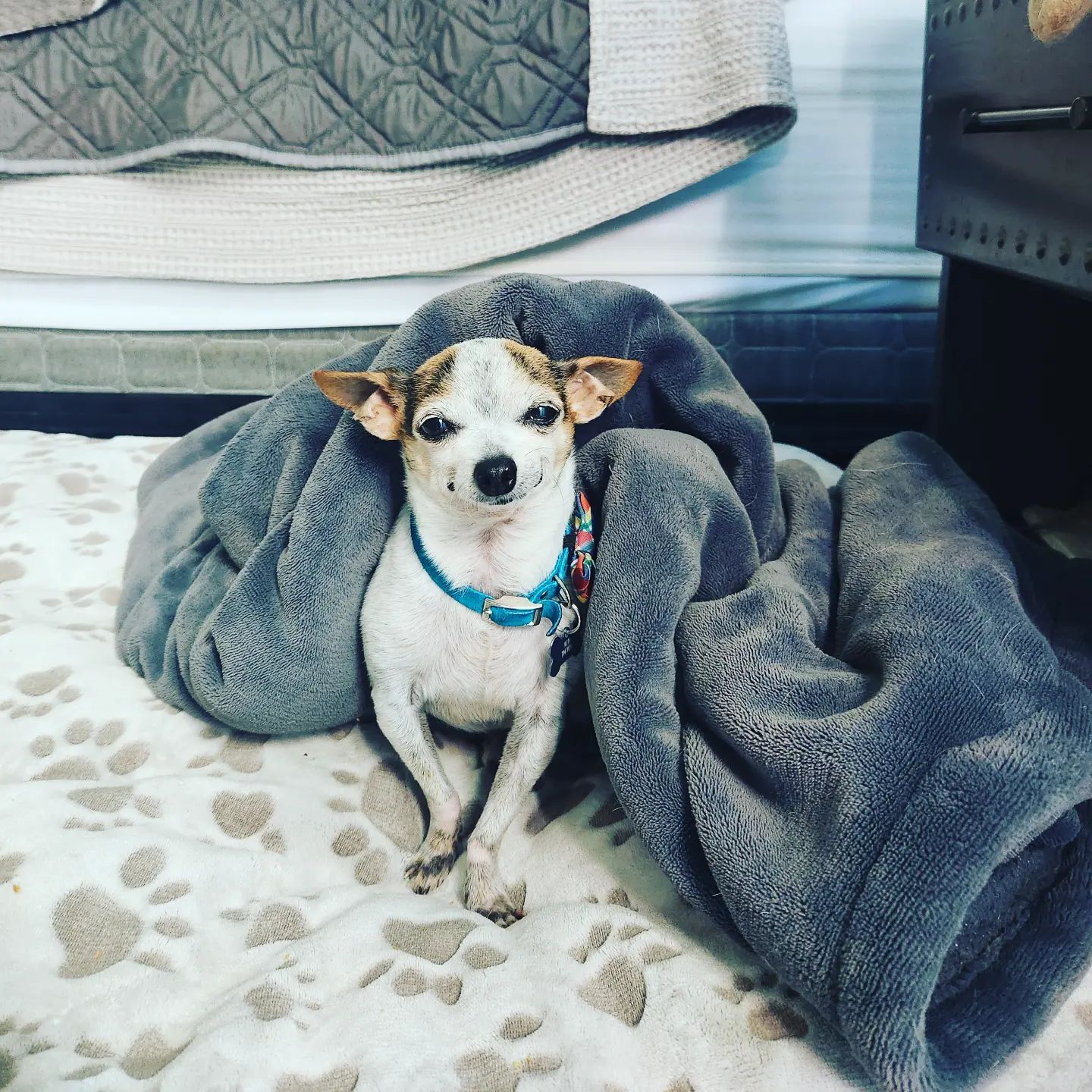 senior chihuahua covered with a gray blanket