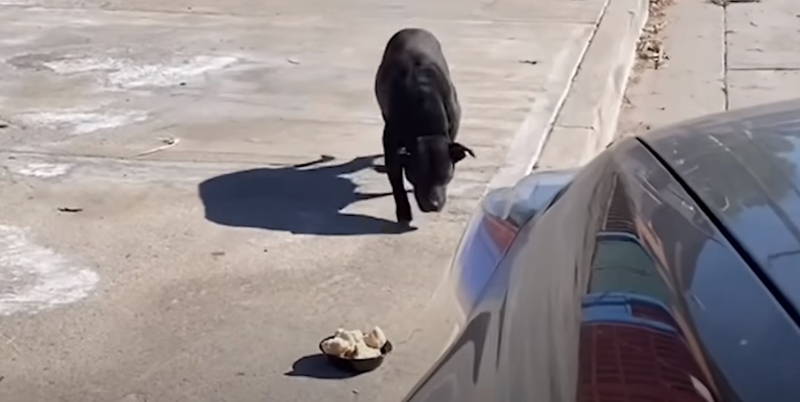 black dog walking on the sidewalk