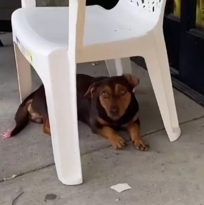 the dog is lying under the chair