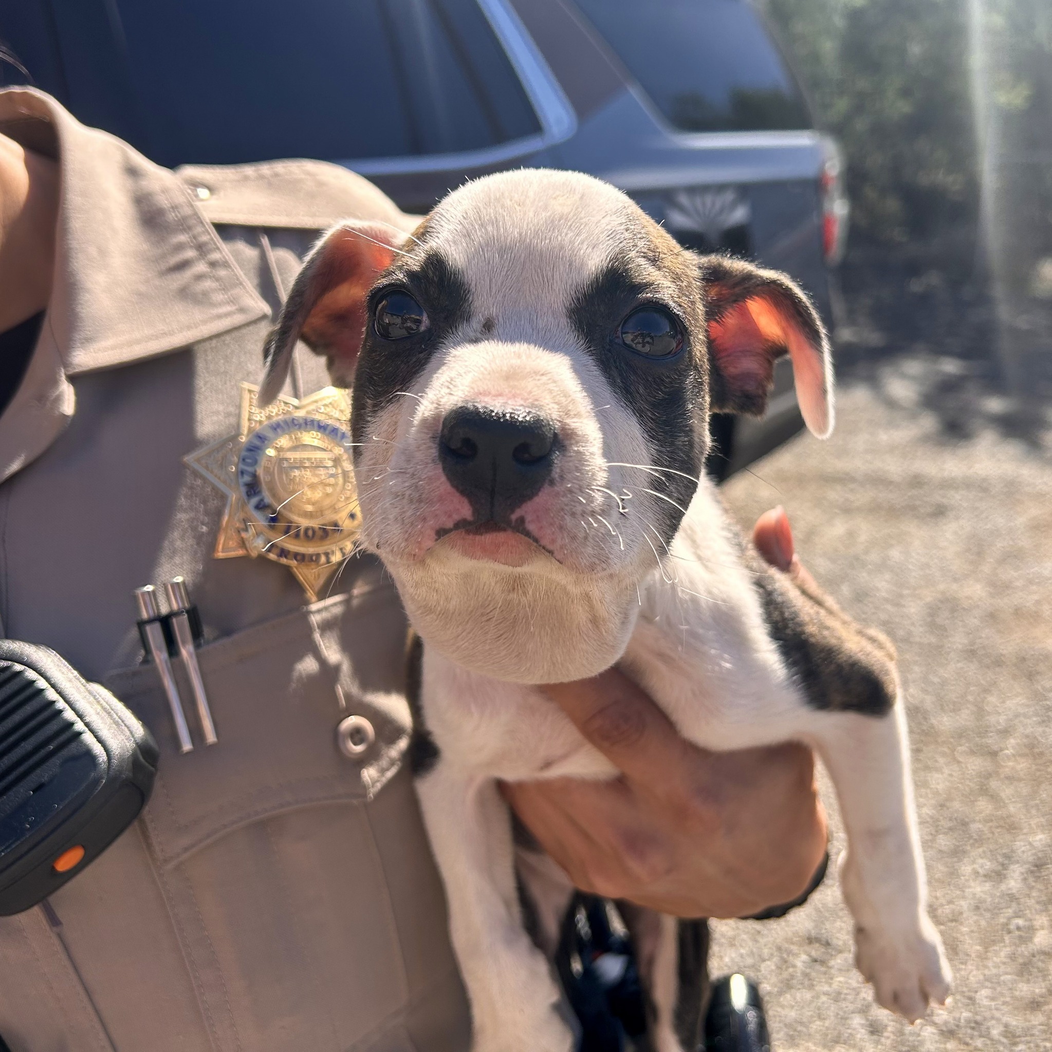 police officer holding a puppy