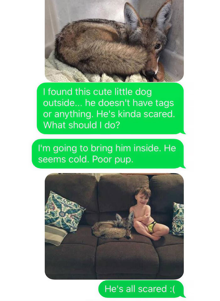photo of coyote and text messages