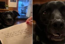 Woman Came Home To A Note About Her Dog That Shocked Her