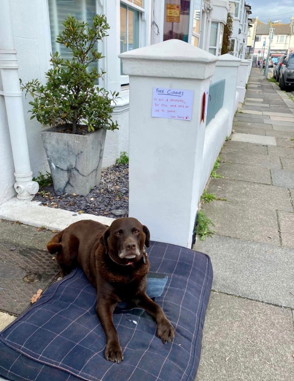 an older labrador is lying on a pillow outside