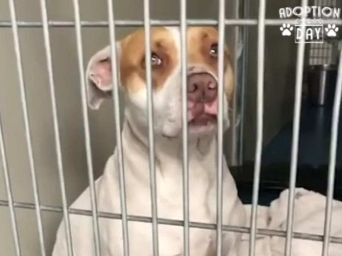 pitbull at the shelter