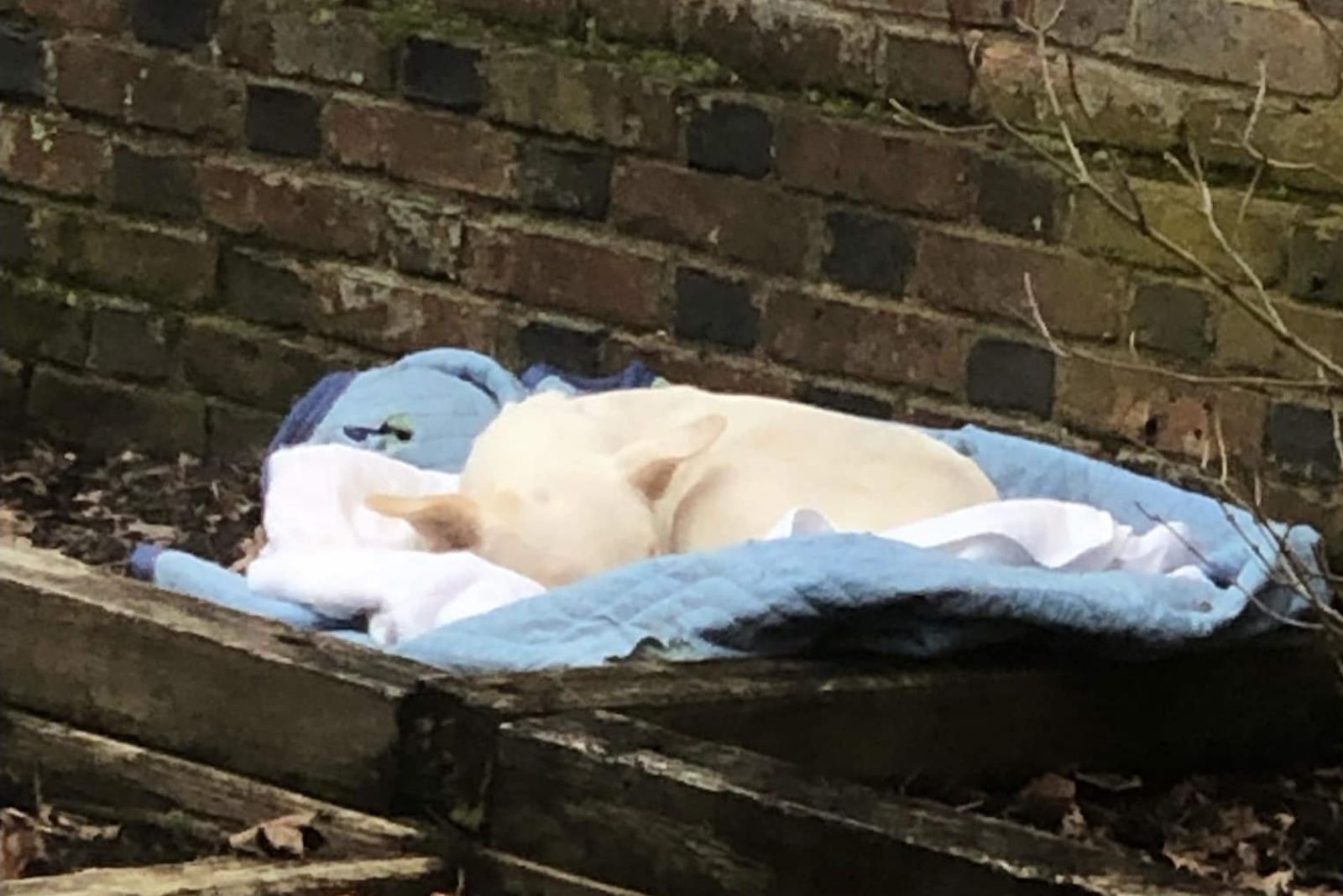 the white dog left in the flower bed is sleeping