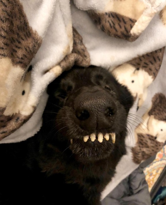 the black dog is sleeping, his teeth are visible
