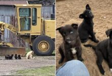 Woman Stunned To Discover The Most Adorable Dog Family In An Abandoned Barn