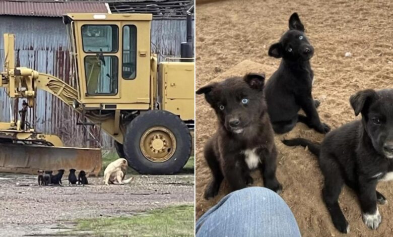 Woman Stunned To Discover The Most Adorable Dog Family In An Abandoned Barn