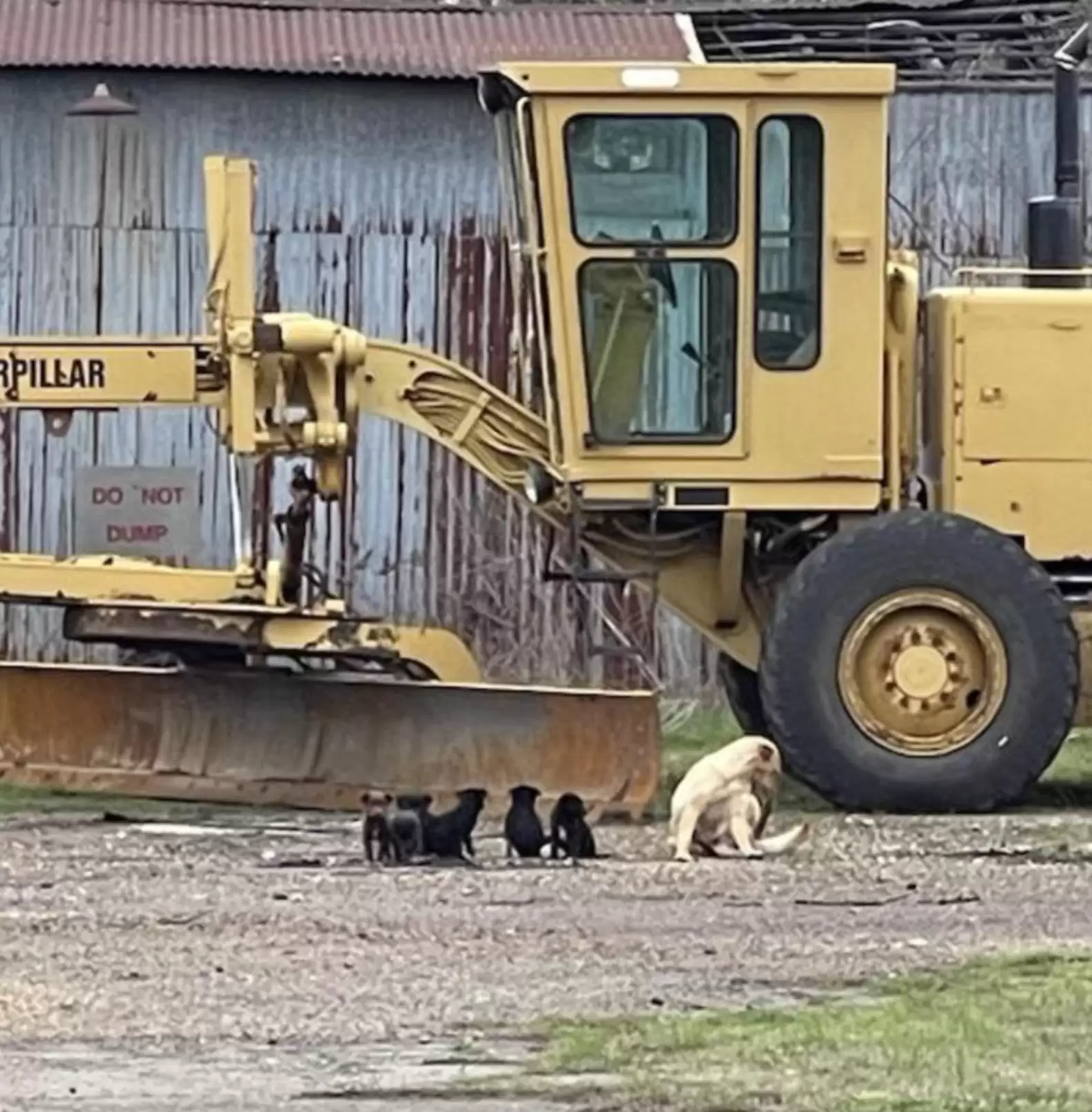 dogs near construction