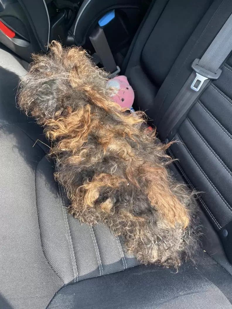 dog mistaken for a wig on the back seat of the car