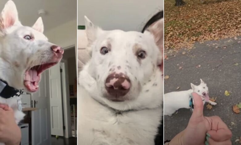 You Will Never Guess What This Deaf Dog Does When He Sees A Husky