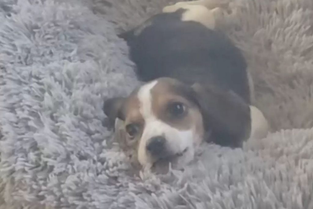 cute puppy lying on a shaggy blanket