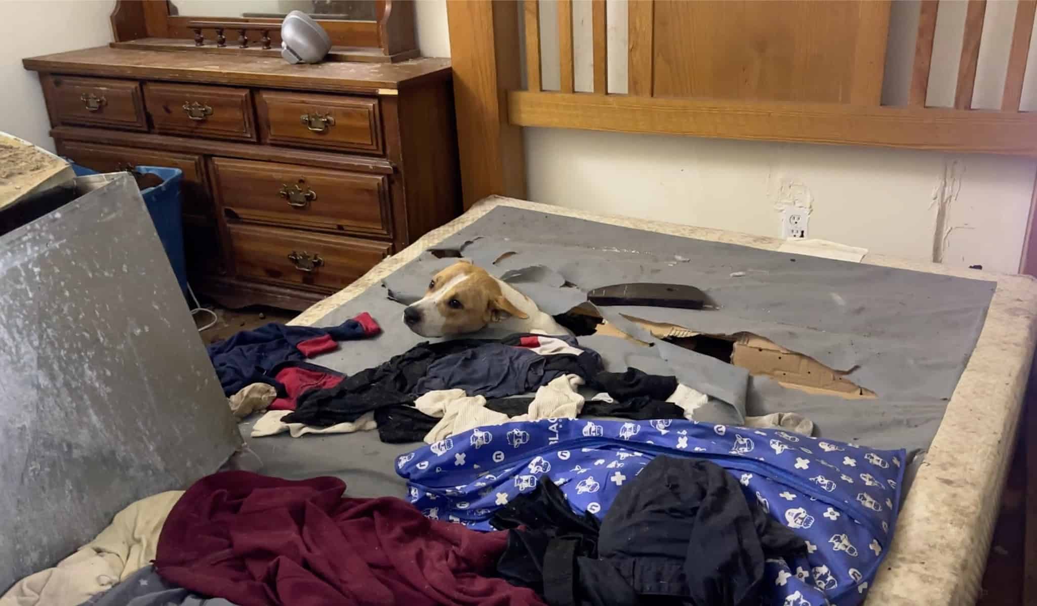 dog in a messy room